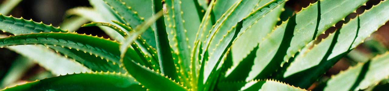 Beneficios del Aloe vera